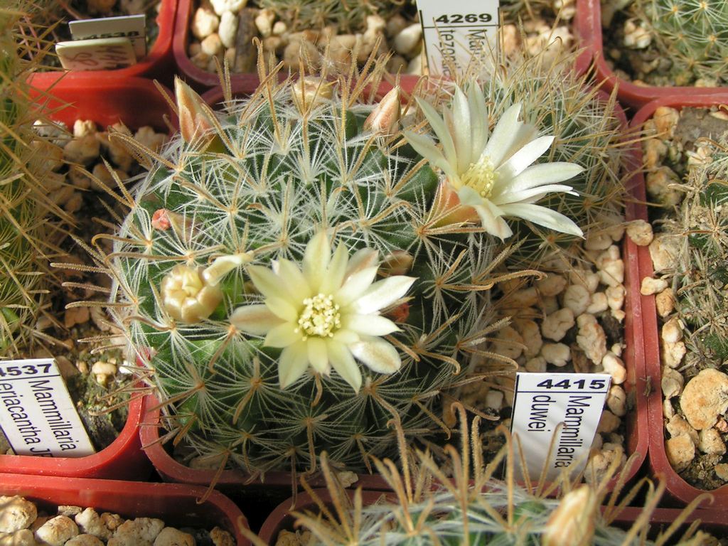 Mammillaria duwei